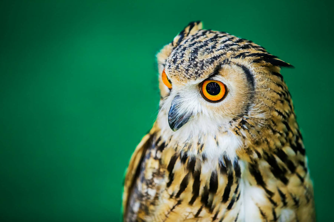 5 Reasons Being a Night Owl Might Be Toxic to Your Health