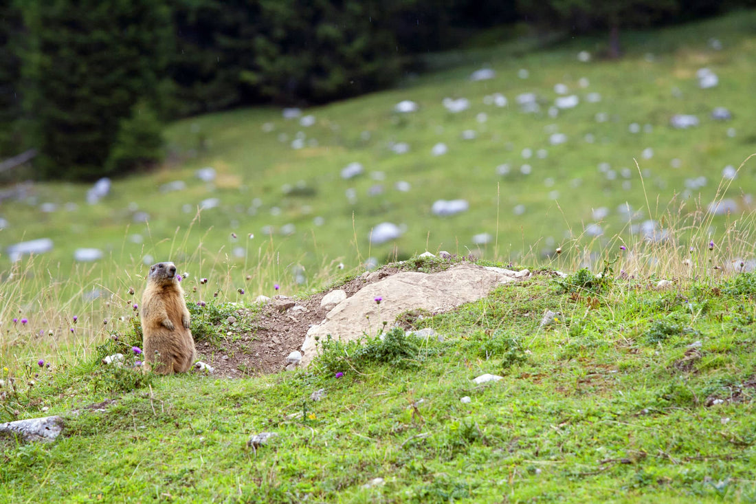 What Groundhog Day Has to Do With You and Better Sleep