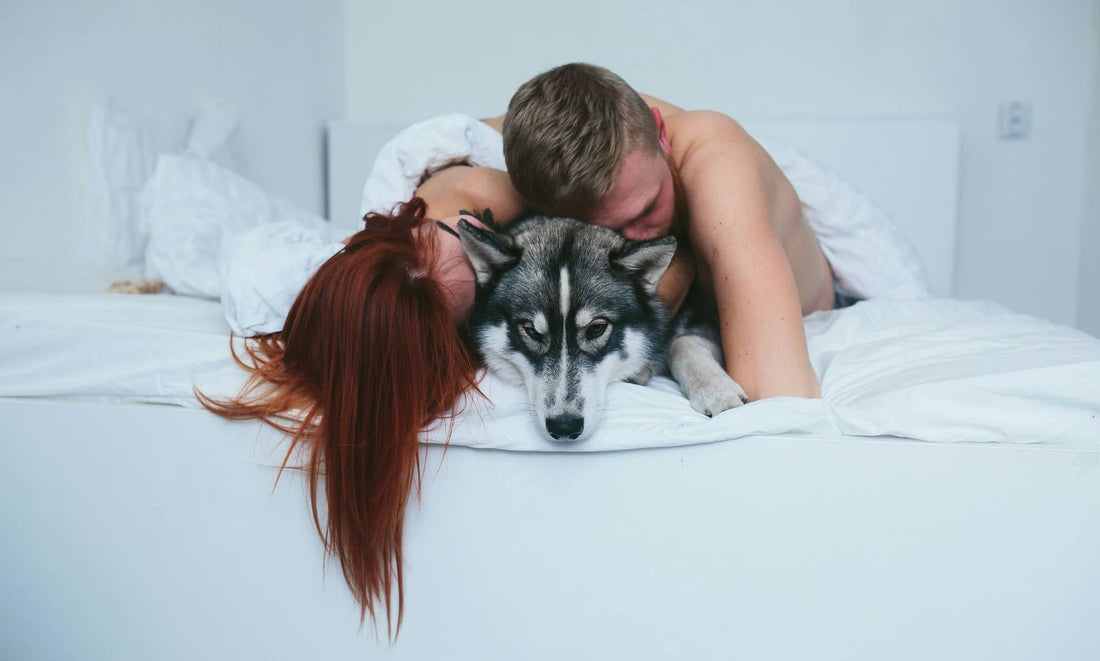 Does Sleeping with Your Pet Influence Sleep Quality?