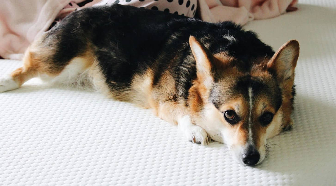 7 Surprisingly Good Reasons to Break Your “No Dogs in Bed” Rule