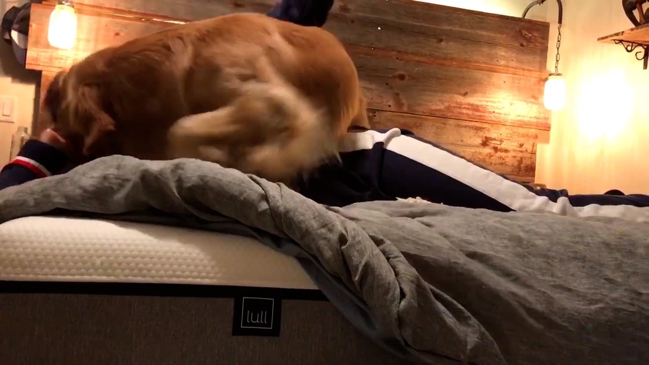 A dog on a lull mattress.