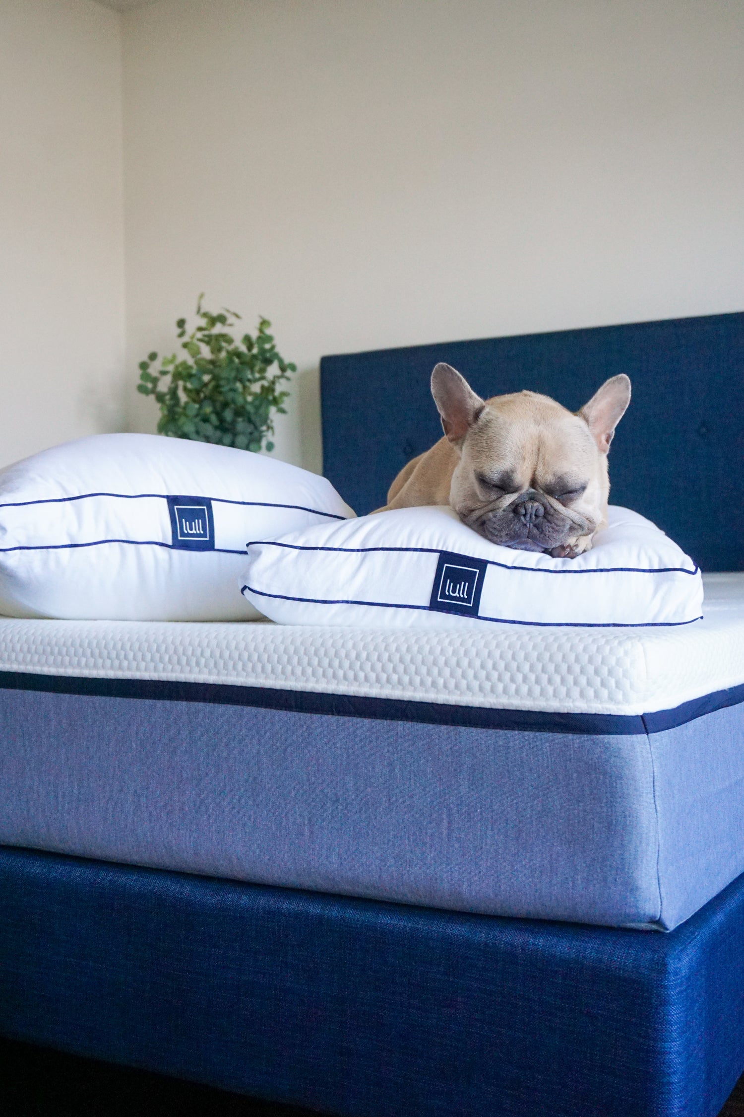A dog sound asleep on a lull pillow and lull mattress.