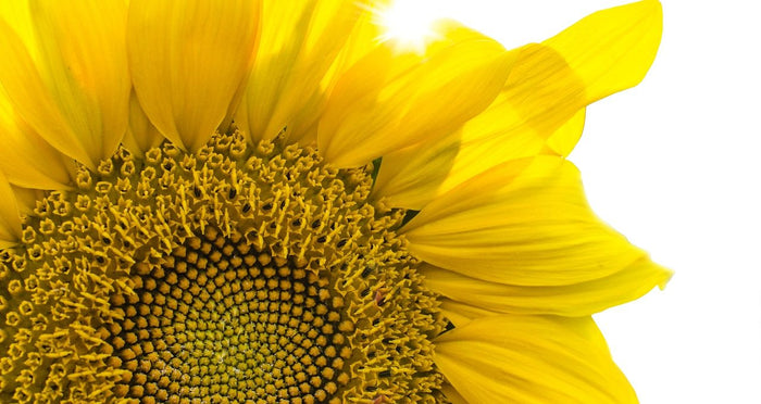 Celebrate Earth Day with These Easy Ways to Sleep, Eat, and Do Well