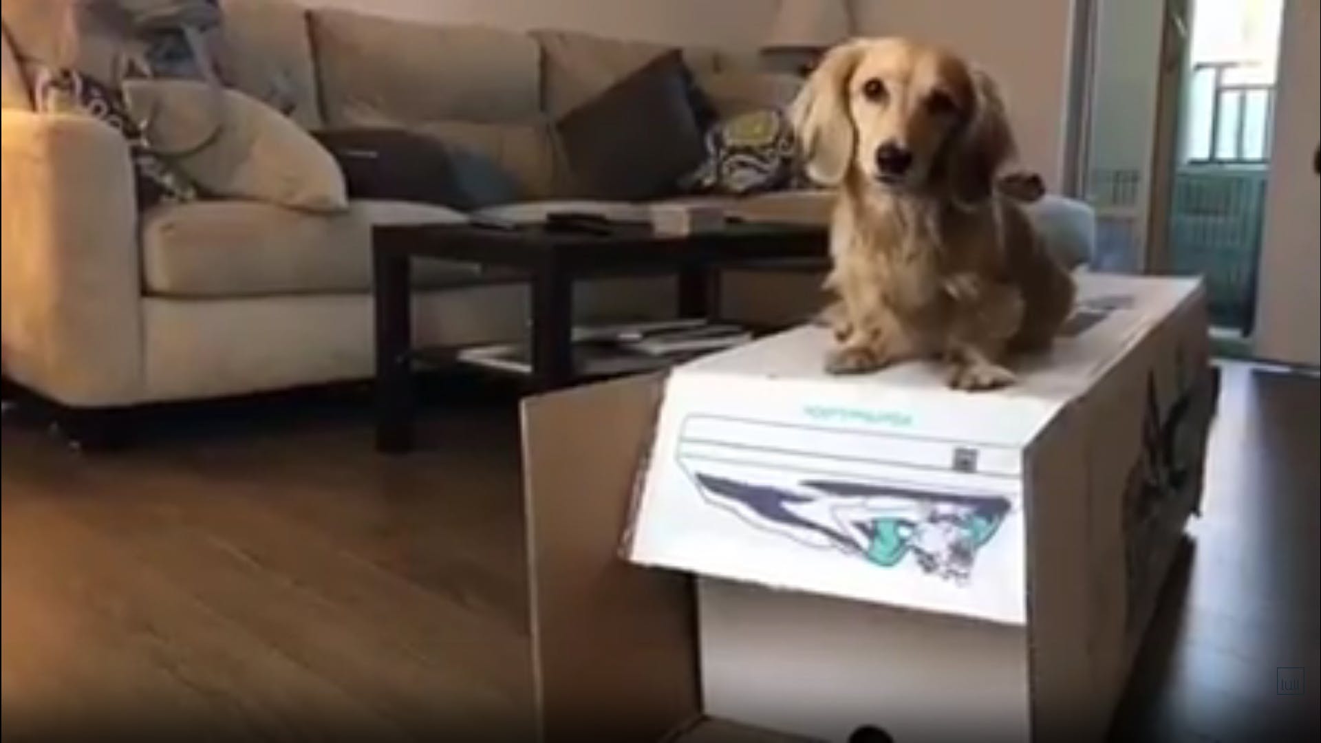 A dog sitting on top of a lull mattress box that has been opened.