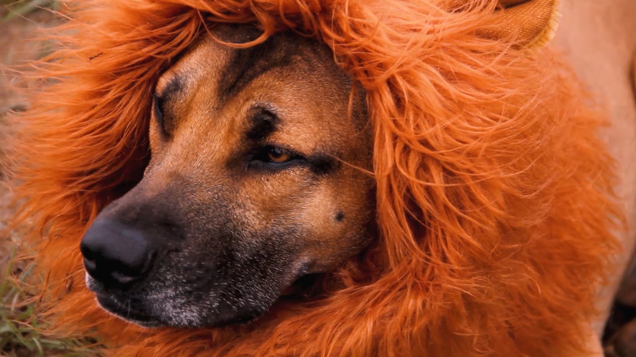 A dog with a lion costume on.